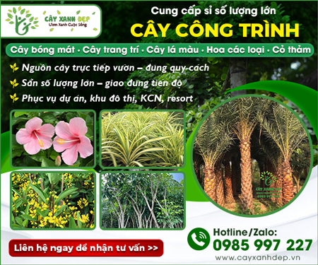 CÔNG TY TNHH MộT THÀNH VIÊN CÂY XANH ĐẹP - CÂY CÔNG TRÌNH